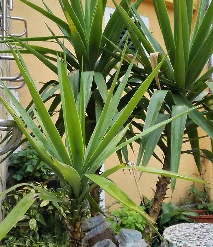 Ivan スクラーディン